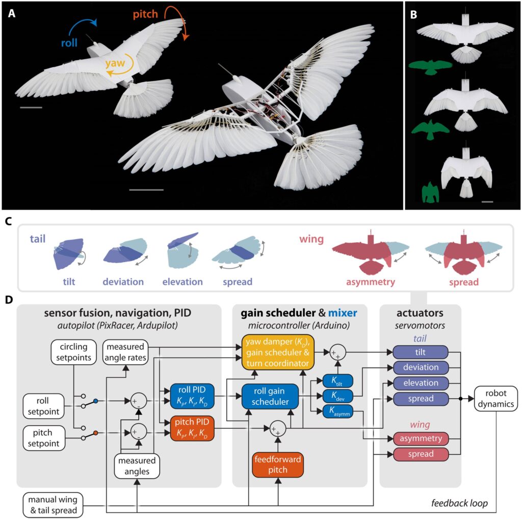 علماء يطورون روبوتاً طائراً يستخدم ريش الحمام ليحلّق في الجو كطائر حقيقي