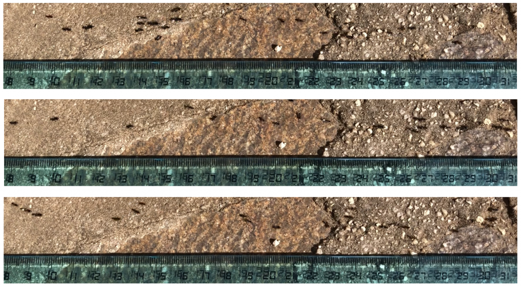 مسار نمل يبلغ طوله 30 سنتيمتراً